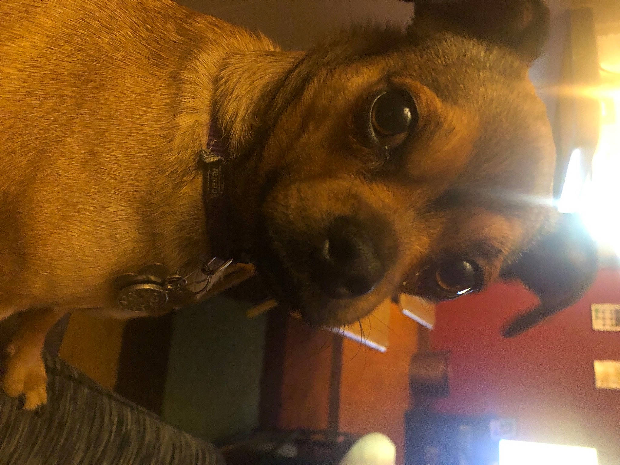 Tootsie is registered to the contest to win money with this photo: canidae, carnivore, collar, companion_dog, dog, dog_breed, ear, fawn, fun, fur, hat, non_sporting_group, nose, selfie, snout, sporting_group, whiskers, working_animal