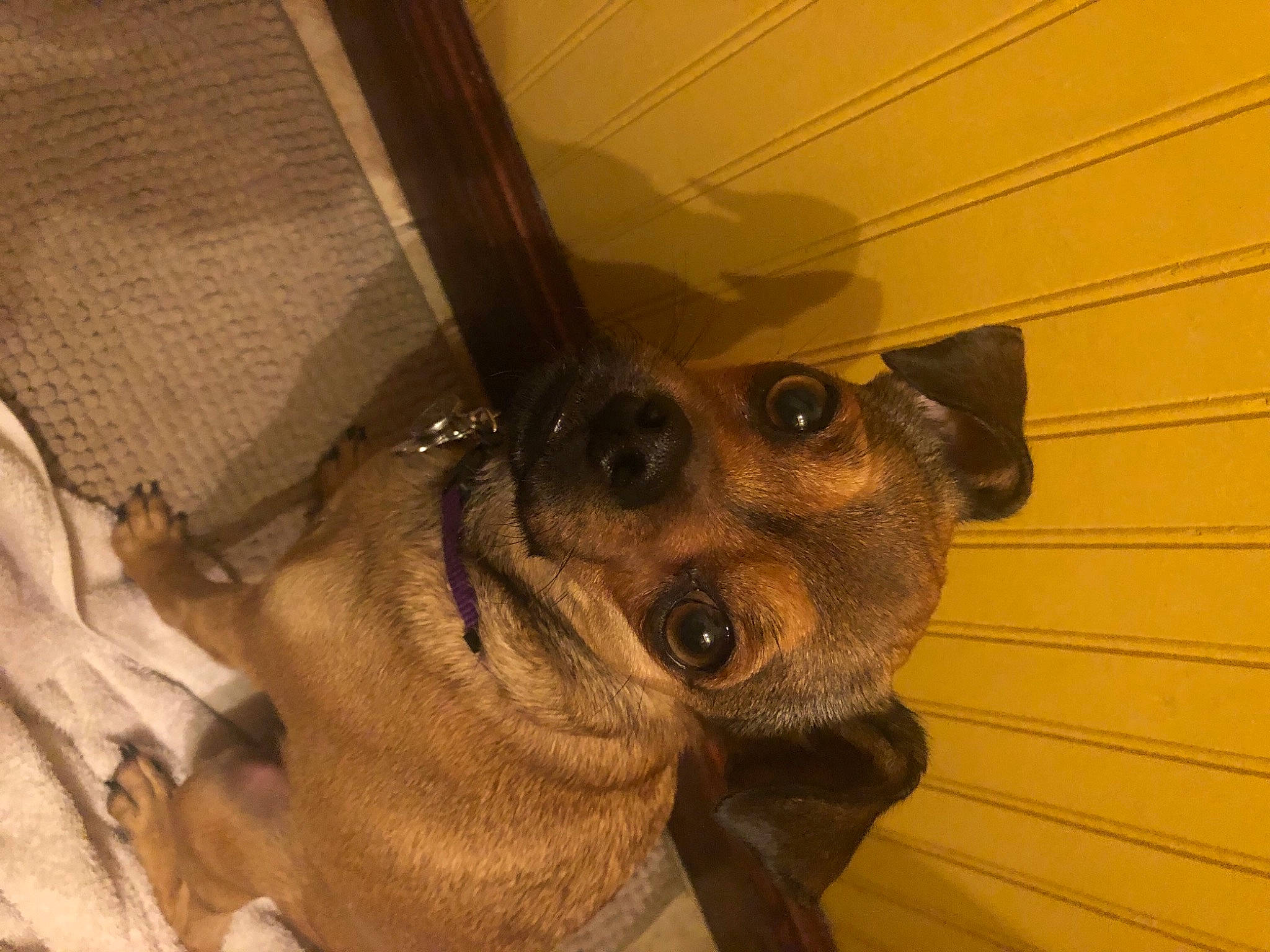 Tootsie joined the competition — help win amazing prizes! carnivore, collar, companion_dog, dog, dog_breed, ear, eye, eyewear, fawn, glasses, head, jaw, selfie, snout, sunglasses, toy_dog, vision_care, whiskers, wood, working_animal