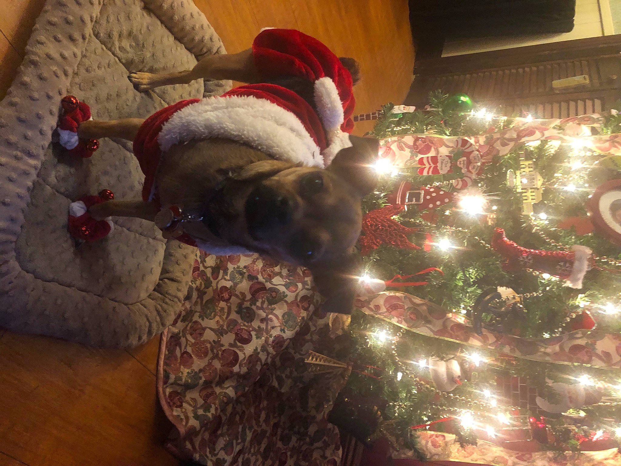 Tootsie is registered to the contest to win money with this photo: carnivore, christmas, christmas_decoration, christmas_eve, christmas_ornament, christmas_tree, comfort, companion_dog, couch, event, evergreen, fawn, flooring, holiday, holiday_ornament, lap, ornament, santa_claus, tree, wood
