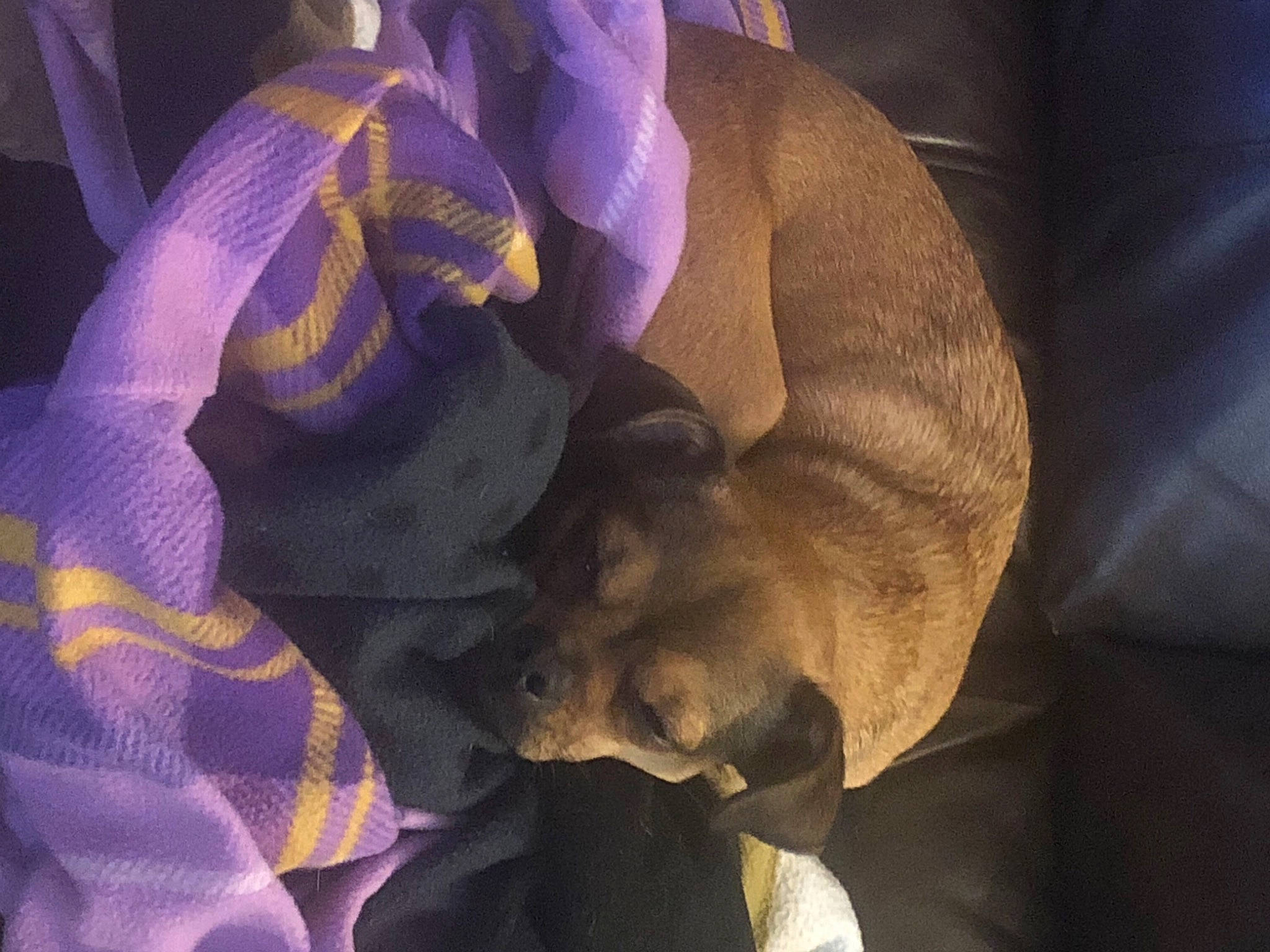 Tootsie joined the competition — help win amazing prizes! canidae, carnivore, comfort, darkness, dog, dog_breed, electric_blue, fawn, flowering_plant, fur, linens, magenta, petal, plant, purple, rose, textile, violet