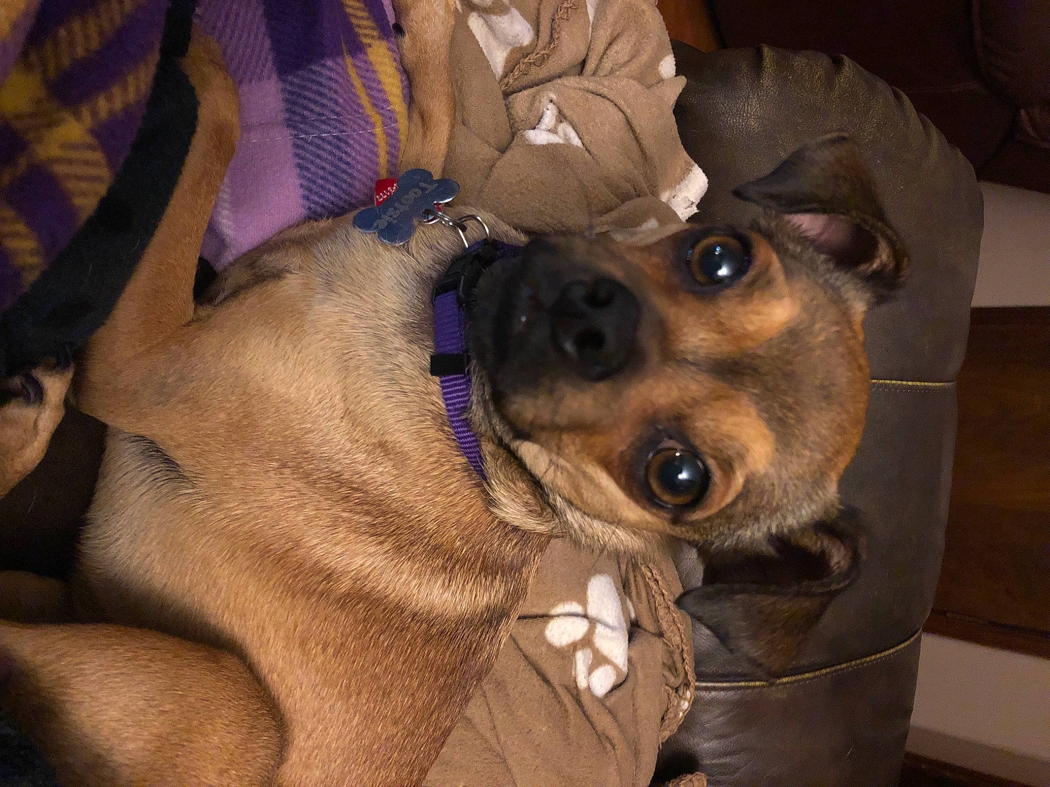 Tootsie joined the competition — help win amazing prizes! canidae, carnivore, collar, comfort, companion_dog, dog, dog_breed, dog_collar, ear, eyewear, fashion_accessory, fawn, fur, guard_dog, hat, puppy, selfie, sporting_group, whiskers, working_animal