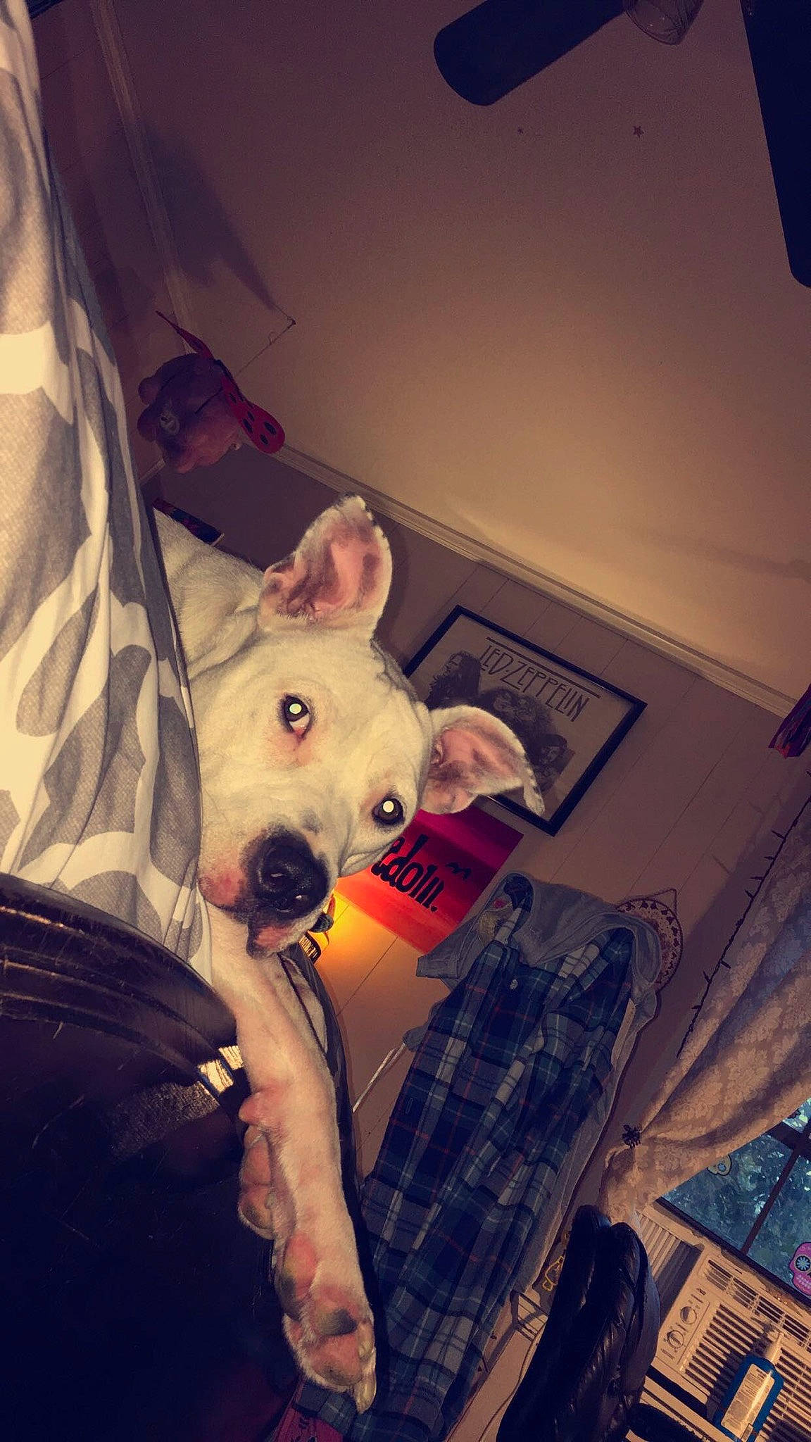 Jewel is registered to the contest to win money with this photo: canidae, carnivore, dog, dog_breed, dogo_argentino, ear, eye, fawn, guard_dog, non_sporting_group, nose, pit_bull, snout