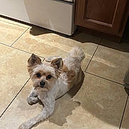 Charli is registered to the contest to win money with this photo: dog, small_dog, fluffy, pet, indoor, kitchen, tile_floor, brown_and_white, cute, animal, canine, looking_at_camera, ears_up, floor, domestic, companion, laying_down, shadow, curious, household