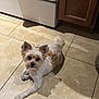 dog, small_dog, fluffy, pet, indoor, kitchen, tile_floor, brown_and_white, cute, animal, canine, looking_at_camera, ears_up, floor, domestic, companion, laying_down, shadow, curious, household