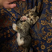 Buttered Raccoon joined the competition — help win amazing prizes! kitten, cat, tabby, sleeping, lying_down, paw, pink_paw_pads, fur, whiskers, closed_eyes, pet, animal, human_hand, floral_fabric, blue_fabric, indoor, cozy, cute, adorable, portrait