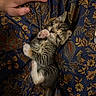kitten, cat, tabby, sleeping, lying_down, paw, pink_paw_pads, fur, whiskers, closed_eyes, pet, animal, human_hand, floral_fabric, blue_fabric, indoor, cozy, cute, adorable, portrait