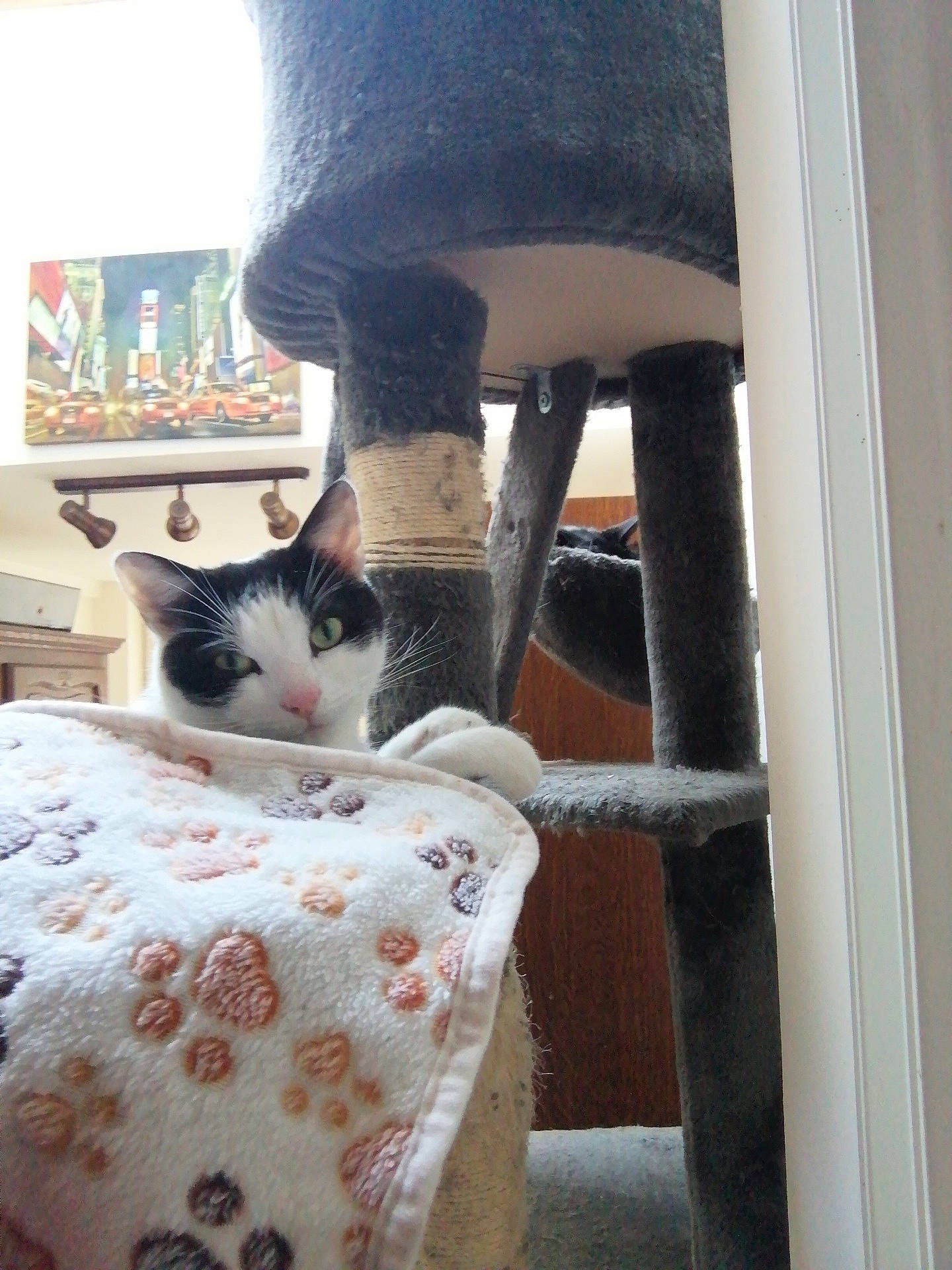 Jeff a rejoint le concours — aidez-le/la à gagner de superbes lots ! aegean_cat, carnivore, cat, domestic_short_haired_cat, felidae, kitten, polydactyl_cat, small_to_medium_sized_cats, tail, whiskers, window