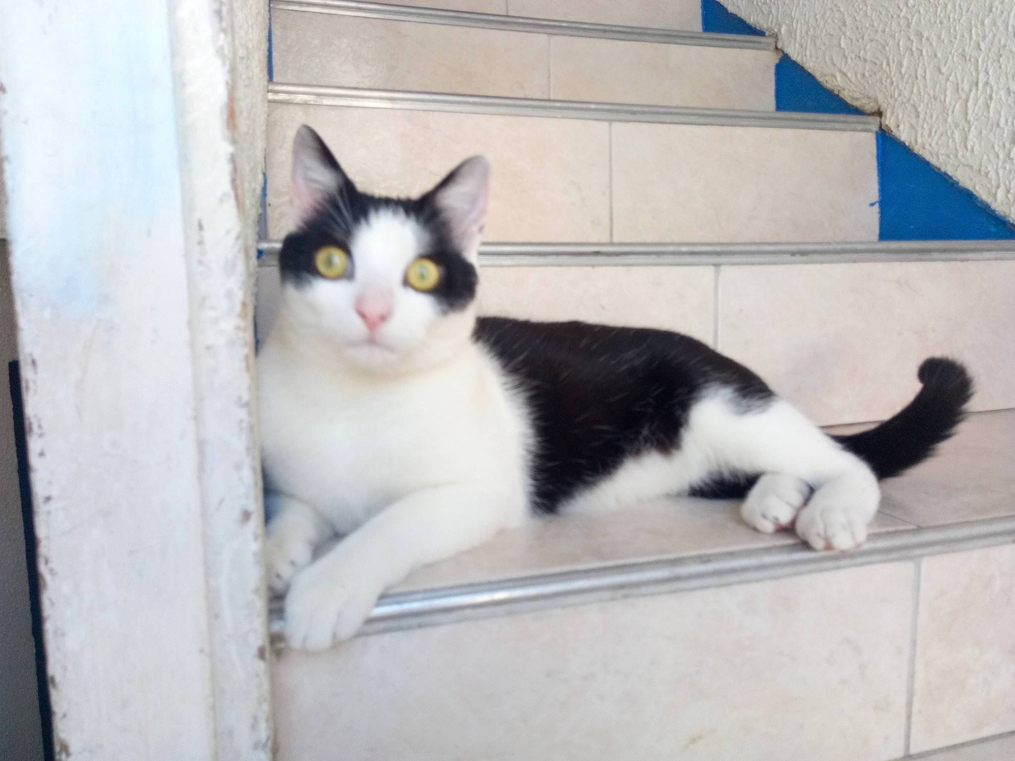 Jeff participe au concours pour gagner de l'argent avec cette photo : aegean_cat, american_wirehair, animal_shelter, black_and_white, carnivore, cat, domestic_short_haired_cat, european_shorthair, felidae, japanese_bobtail, kitten, mammal, polydactyl_cat, small_to_medium_sized_cats, tail, vertebrate, whiskers