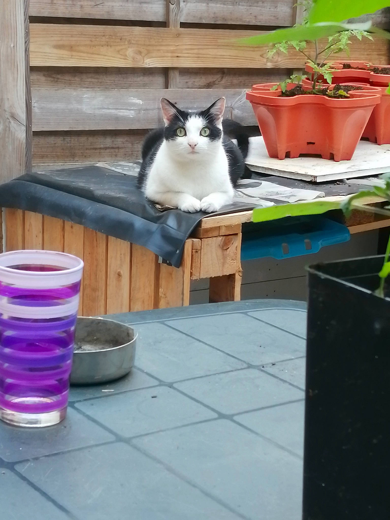 Jeff a rejoint le concours — aidez-le/la à gagner de superbes lots ! aegean_cat, carnivore, cat, domestic_short_haired_cat, european_shorthair, fawn, felidae, flowerpot, kitten, polydactyl_cat, small_to_medium_sized_cats, table, whiskers