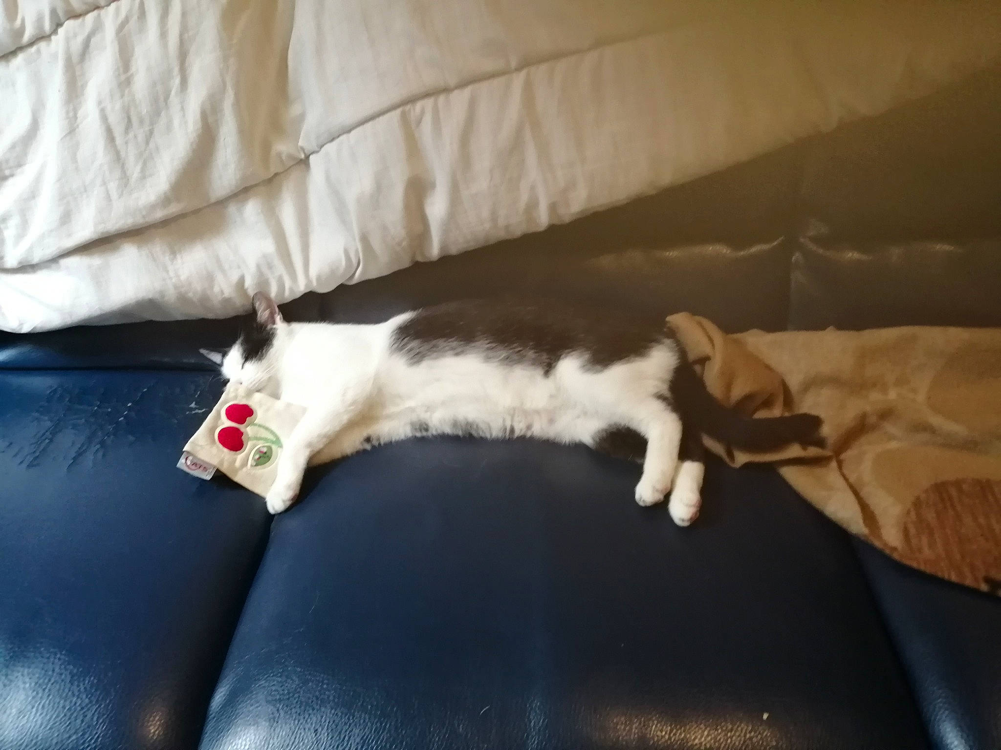 Jeff a rejoint le concours — aidez-le/la à gagner de superbes lots ! canidae, carnivore, cat, comfort, couch, felidae, fur, kitten, leg, nap, paw, small_to_medium_sized_cats, tail, whiskers