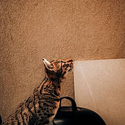 Kopa a rejoint le concours — aidez-le/la à gagner de superbes lots ! cat, tabby, feline, whiskers, looking_up, profile, striped_fur, pet, curiosity, ears, nose, textured_wall, beige_wall, grill, kettle_grill, chair, vertical_composition, portrait_orientation, outdoor_scene, soft_lighting