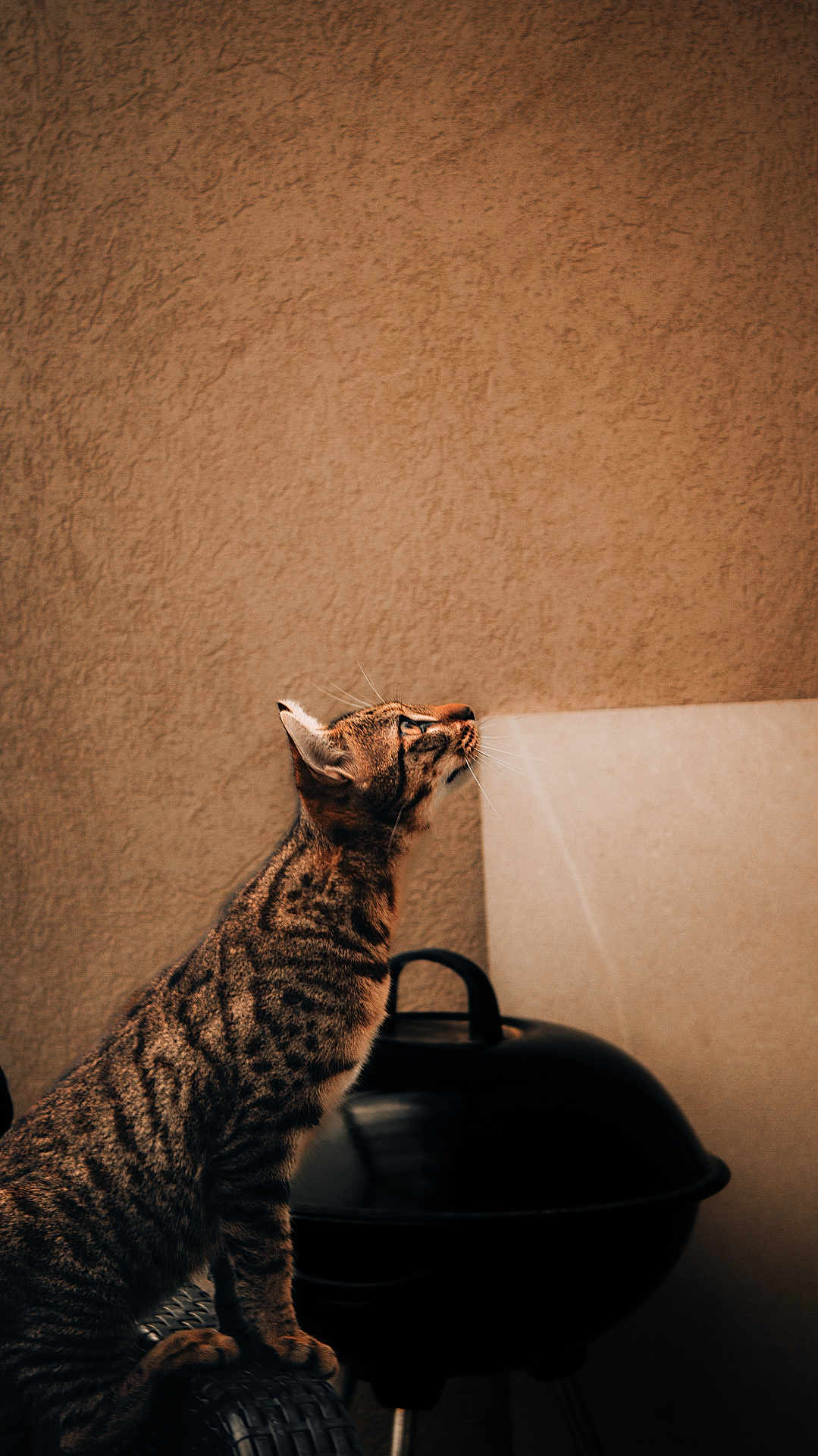 Kopa a rejoint le concours — aidez-le/la à gagner de superbes lots ! cat, tabby, feline, whiskers, looking_up, profile, striped_fur, pet, curiosity, ears, nose, textured_wall, beige_wall, grill, kettle_grill, chair, vertical_composition, portrait_orientation, outdoor_scene, soft_lighting