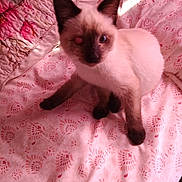 Coca is registered to the contest to win money with this photo: animal, bedspread, blanket, cat, cozy, cute, feline, fur, indoor, kitten, one_eye_closed, patterned, paws, pet, pink, resting, siamese, soft_lighting, whiskers, young