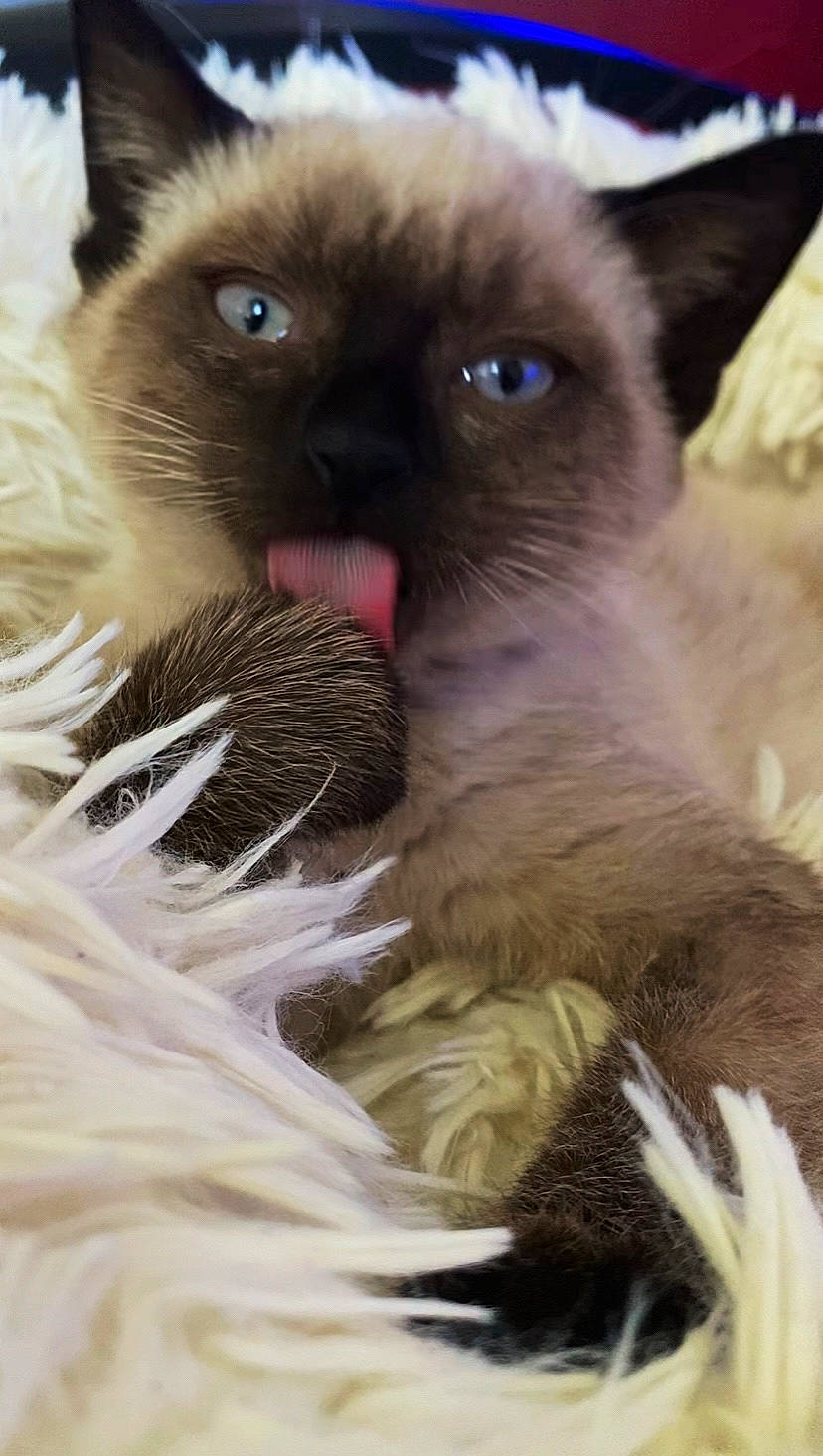 Angelina participe au concours pour gagner de l'argent avec cette photo : accessories, animal, bodypart, cat, clothing, face, featherboa, fur, head, kitten, manx, mouth, person, pet, photography, portrait, selfie, siamese, sleeping, tongue