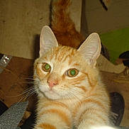 Ti Minou a rejoint le concours — aidez-le/la à gagner de superbes lots !