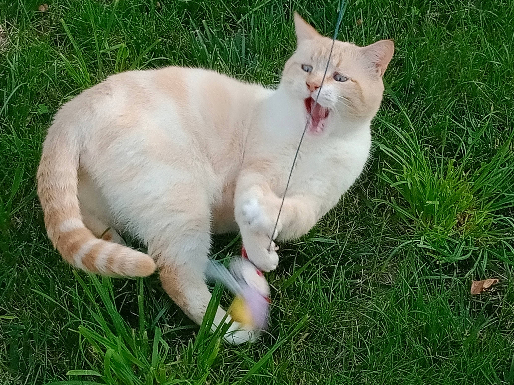 Milo participe au concours pour gagner de l'argent avec cette photo : carnivore, cat, domestic_short_haired_cat, eye, fawn, felidae, fur, grass, grassland, groundcover, herb, paw, plant, sitting, small_to_medium_sized_cats, snout, tail, terrestrial_animal, whiskers, wildlife