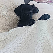 Berlioz participe au concours pour gagner de l'argent avec cette photo : puppy, dog, black_dog, sleeping, lying_down, blanket, bed, cozy, indoor, home, portrait, pet, animal, fluffy, white_blanket, black_and_white, cute, resting, wall_art, bedroom