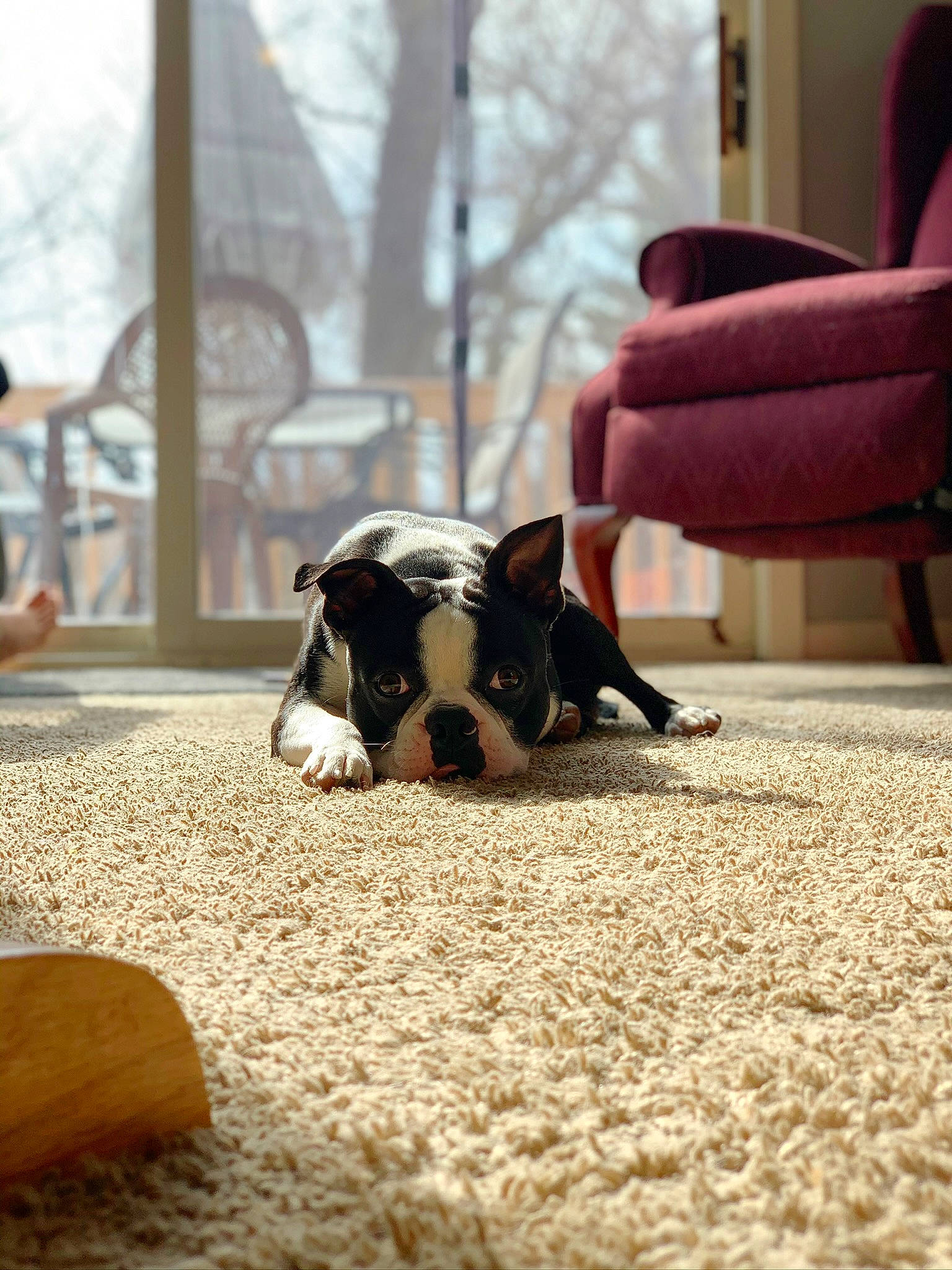 Benito joined the competition — help win amazing prizes! canidae, comfort, companion_dog, dog_breed, eyewear, fawn, floor, flooring, foot, fur, grass, human_leg, snout, soil, sporting_group, tail, terrestrial_animal, toy, wood, working_animal