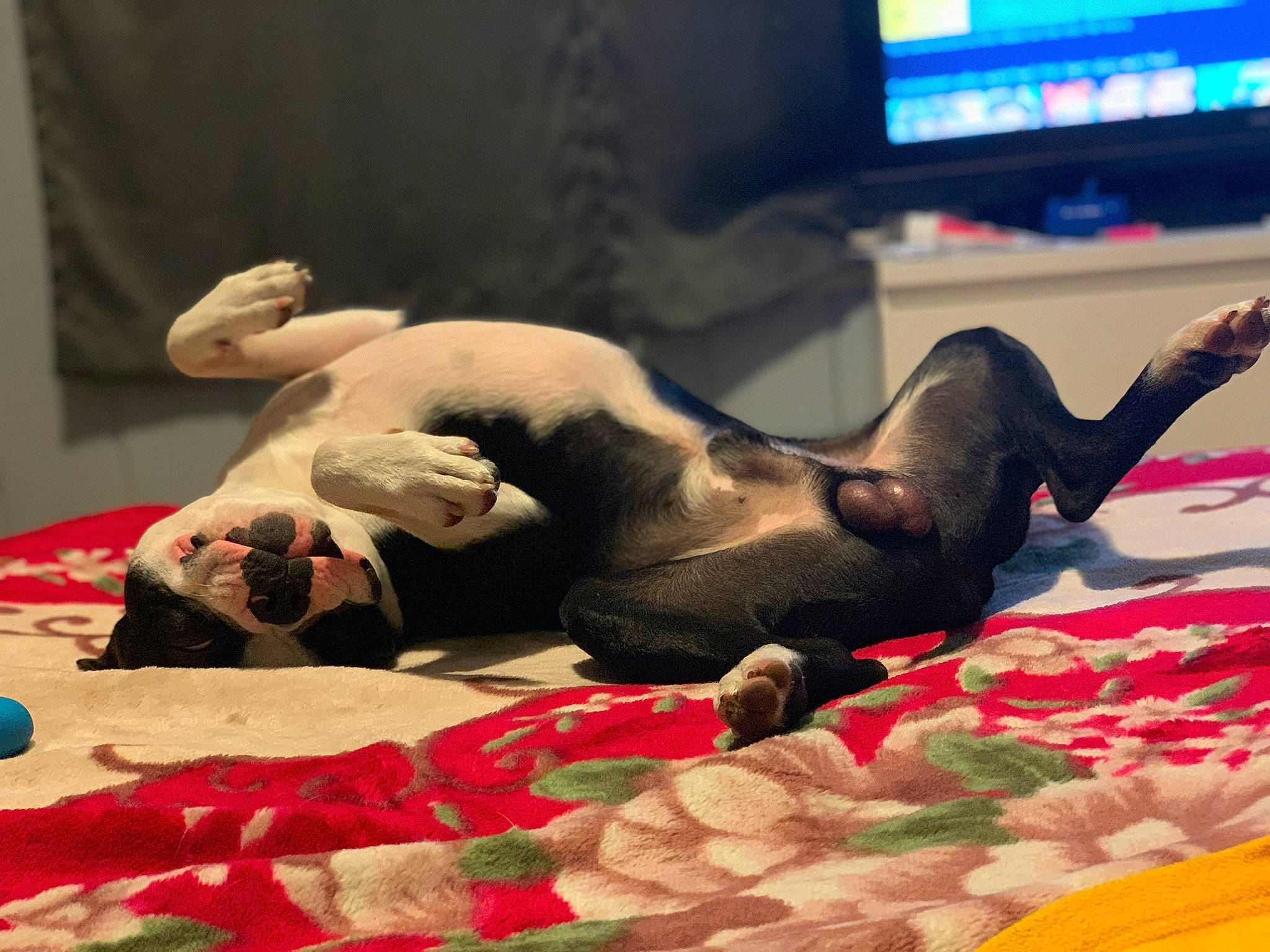 Benito joined the competition — help win amazing prizes! art, canidae, carmine, comfort, companion_dog, couch, dog_breed, event, fawn, flooring, foot, fur, human_leg, led_backlit_lcd_display, linens, room, tail, television, television_set, thigh