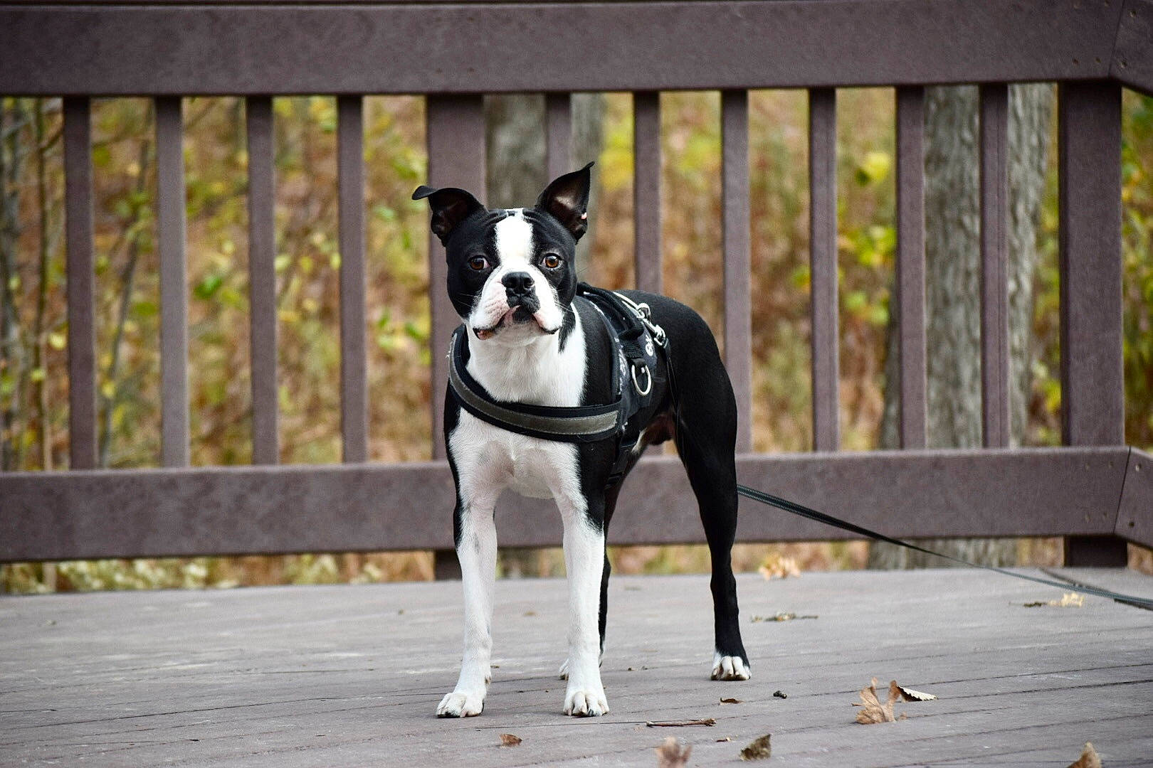 Benito is registered to the contest to win money with this photo: carnivore, collar, companion_dog, dog, dog_breed, dog_collar, dog_supply, door, fawn, fence, leash, pet_supply, snout, sporting_group, street_fashion, tail, toy_dog, window, wood, working_animal