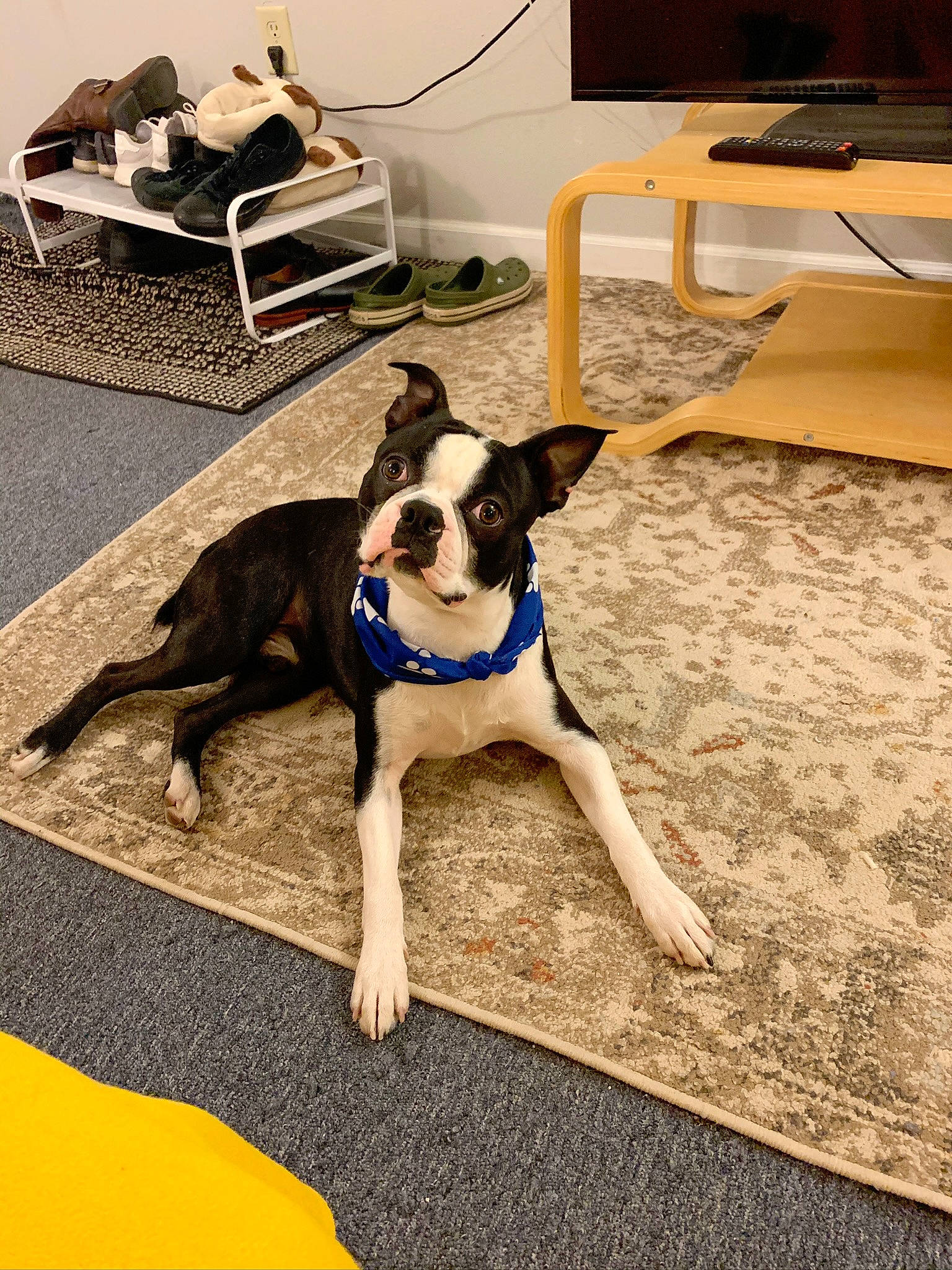 Benito is registered to the contest to win money with this photo: boston_terrier, carnivore, chair, collar, companion_dog, computer_keyboard, couch, desk, dog, dog_breed, dog_collar, fawn, floor, flooring, furniture, hardwood, living_room, table, window, wood