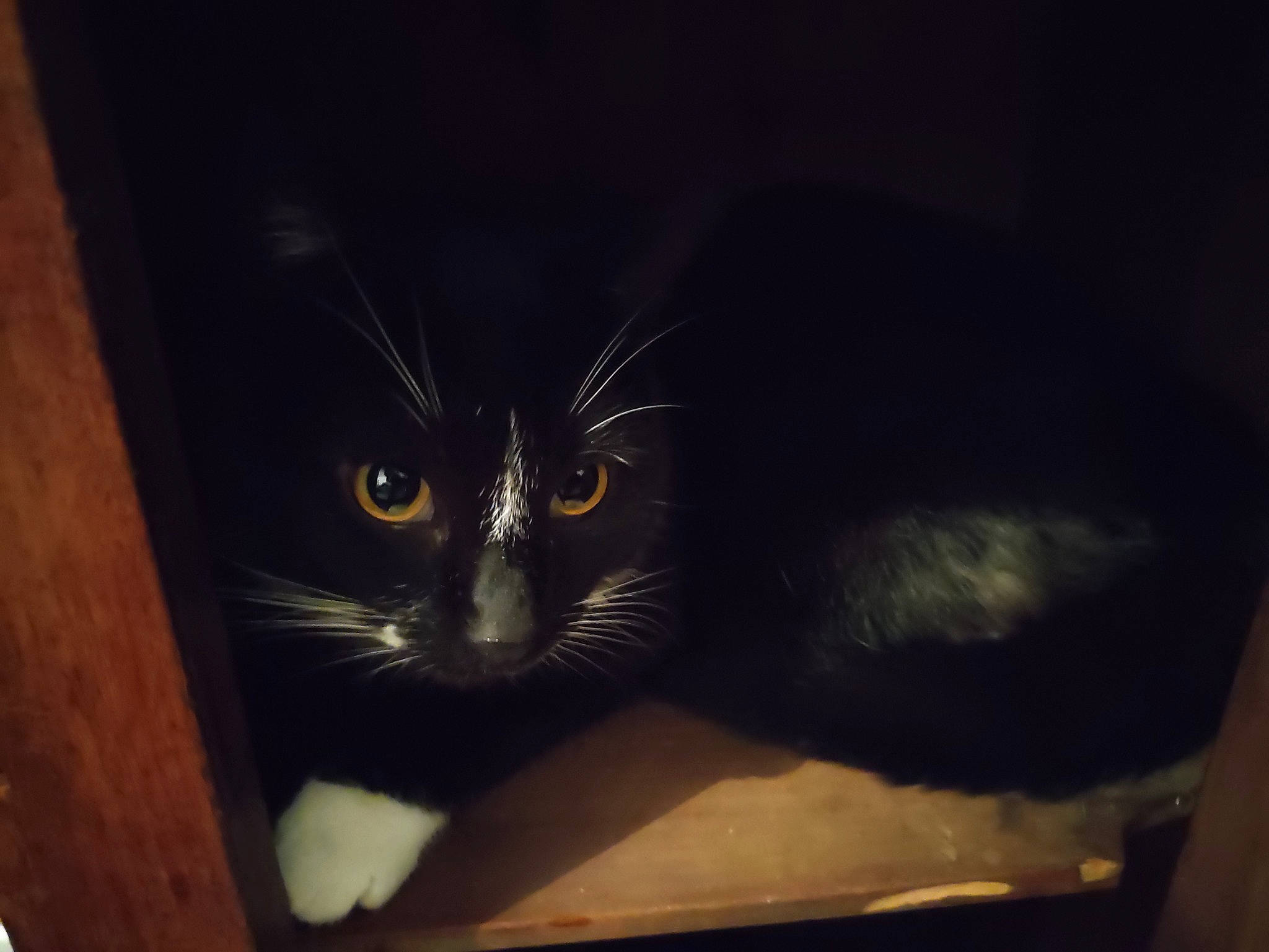 F?lix a rejoint le concours — aidez-le/la à gagner de superbes lots ! black_cat, carnivore, cat, curious, darkness, domestic_short_haired_cat, electric_blue, felidae, fur, hardwood, small_to_medium_sized_cats, snout, tail, terrestrial_animal, whiskers, window, wood