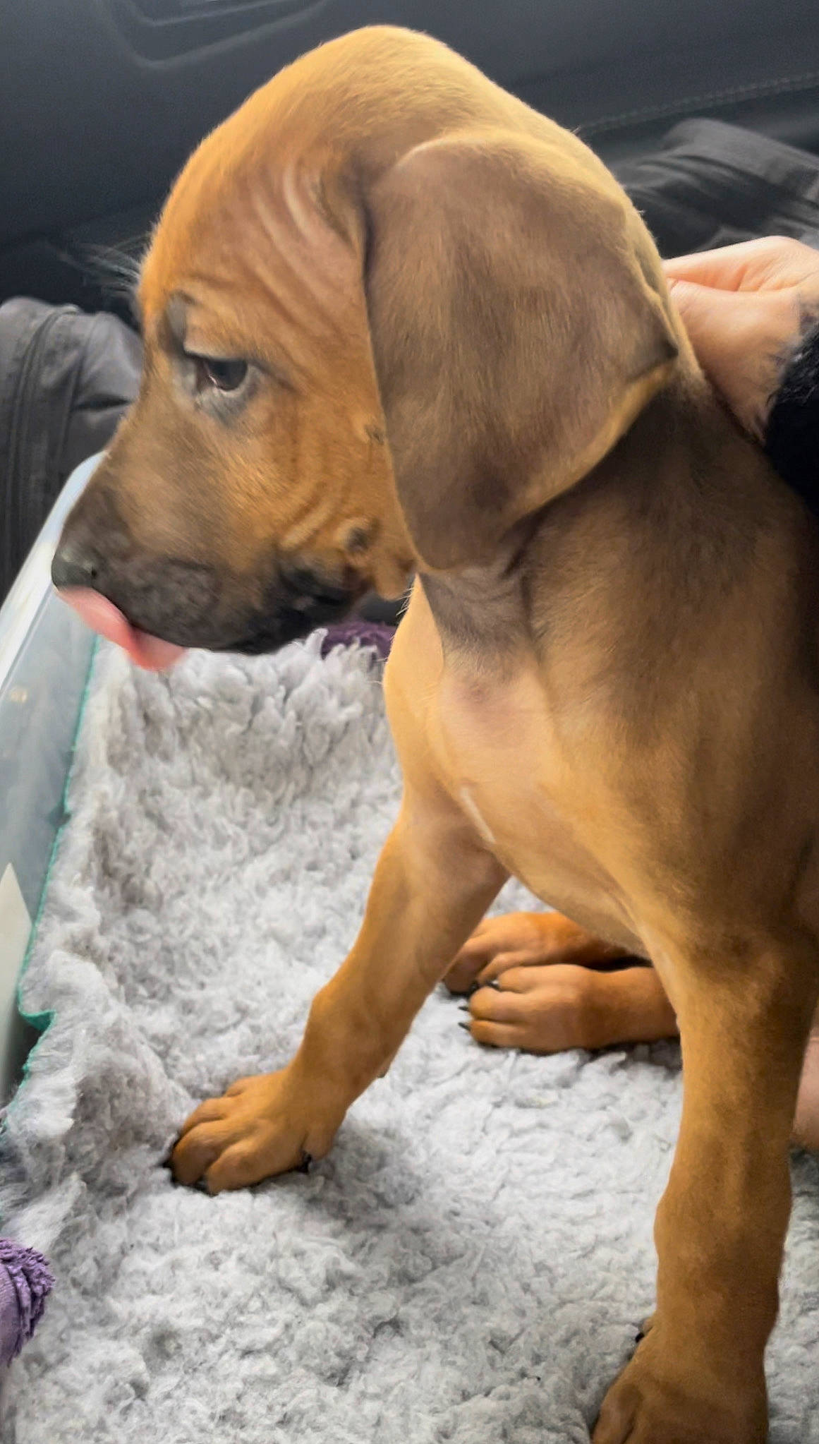 Simba joined the competition — help win amazing prizes! canidae, carnivore, collar, comfort, companion_dog, dog, dog_breed, dog_collar, fawn, fur, hound, liver, paw, pet_supply, sporting_group, terrestrial_animal, whiskers, working_animal, working_dog, wrinkle