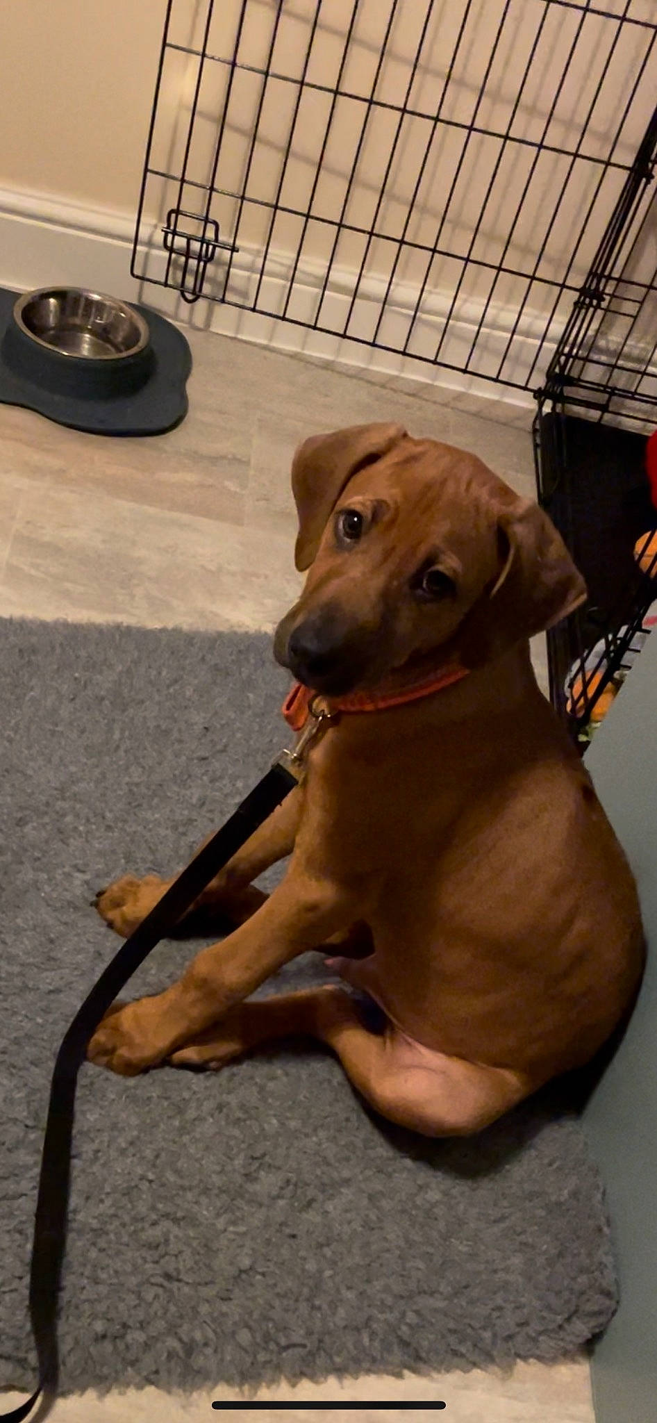 Simba joined the competition — help win amazing prizes! canidae, carnivore, collar, companion_dog, dog, dog_breed, dog_collar, dog_supply, fashion_accessory, fawn, fur, hat, leash, liver, paw, pet_supply, sporting_group, tail, whiskers, working_animal