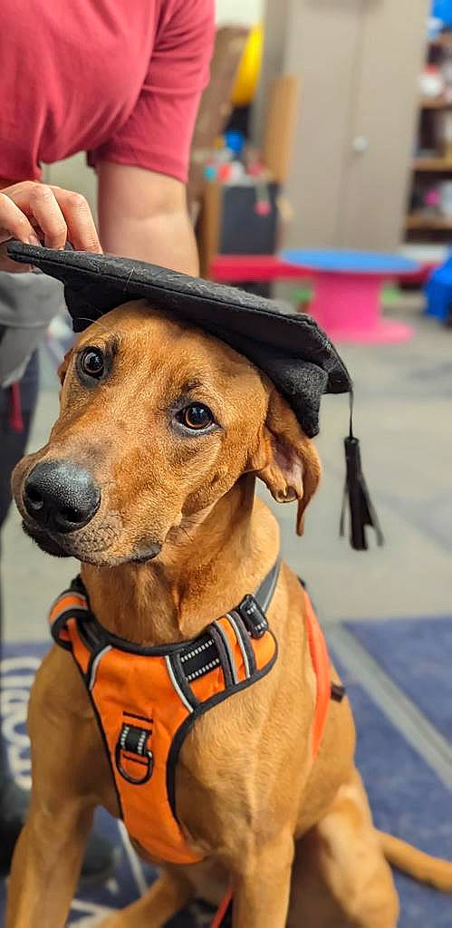 Simba joined the competition — help win amazing prizes! carnivore, collar, companion_dog, dog, dog_breed, dog_collar, dog_supply, eyewear, fashion_accessory, fawn, fur, hat, leash, liver, personal_protective_equipment, pet_supply, snout, sporting_group, whiskers, working_animal