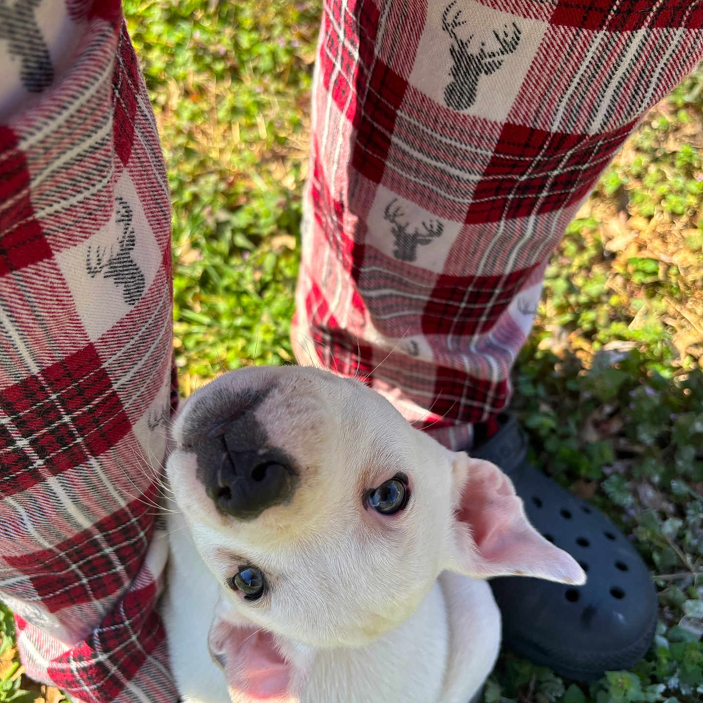 Princess joined the competition — help win amazing prizes! animal, black_crocs, close_up, cute, dog, footwear, grass, legs, looking_up, nature, outdoor, pet, plaid_pants, playful, puppy, red_pants, small_dog, sunlight, white_dog, young_dog