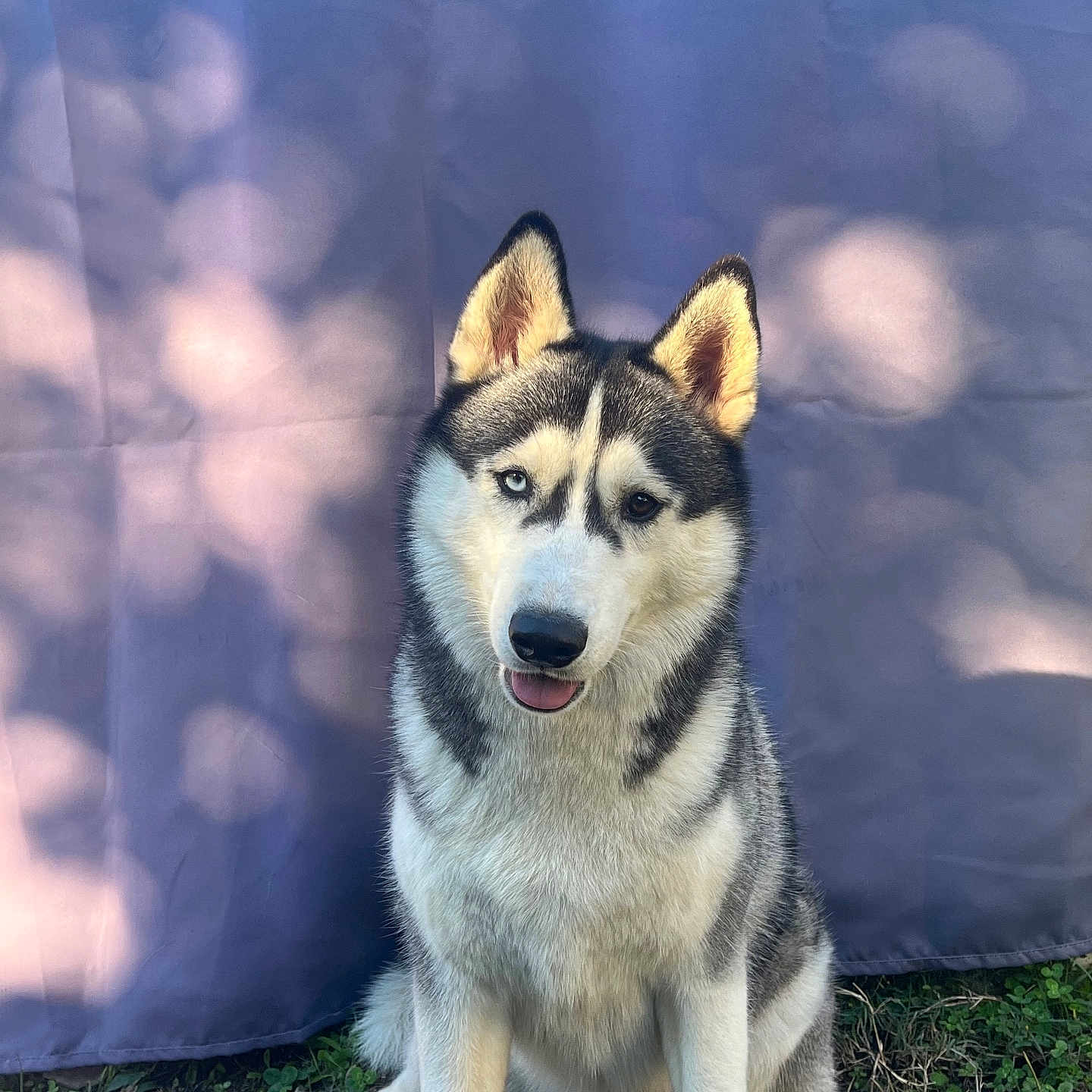 Yuna participe au concours pour gagner de l'argent avec cette photo : animal, canine, dog, eskimodog, husky, pet, puppy, snout, whitedog, wolf