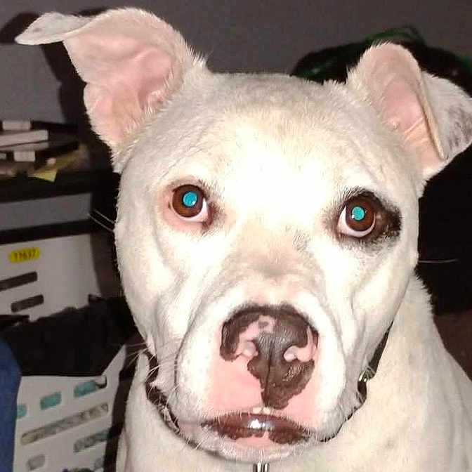 Bruno is registered to the contest to win money with this photo: animal, background, brown_eyes, close_up, collar, curious, dog, domestic_animal, ears, face, household_items, indoor, looking_at_camera, muzzle, nose, pet, portrait, short_fur, spot, white_dog