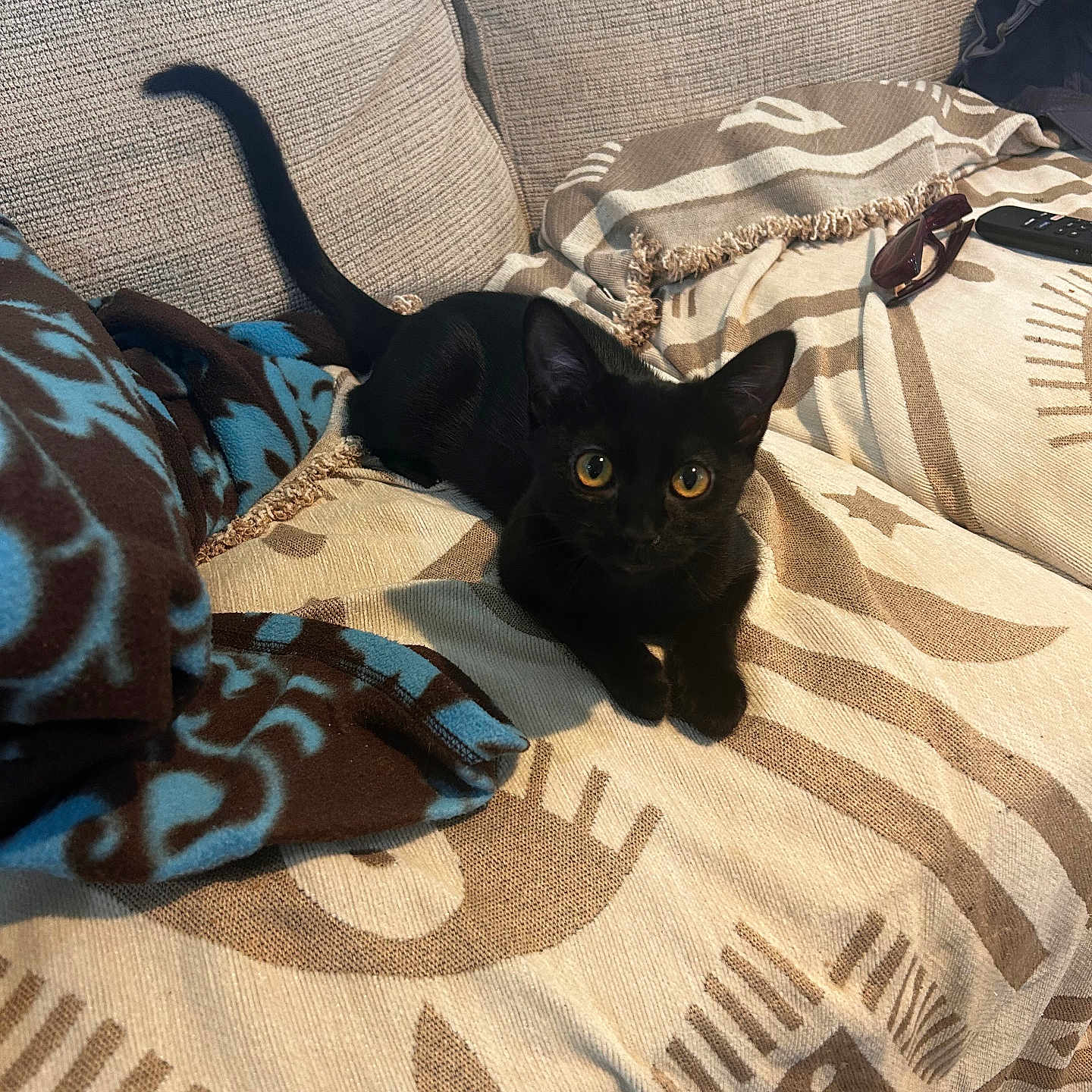 Shoyu is registered to the contest to win money with this photo: animal, black_kitten, blanket, cat, couch, cozy, domestic_cat, ears, feline, fur, home, indoor, looking_at_camera, patterned_blanket, pet, relaxed, soft_fabric, tail, whiskers, yellow_eyes