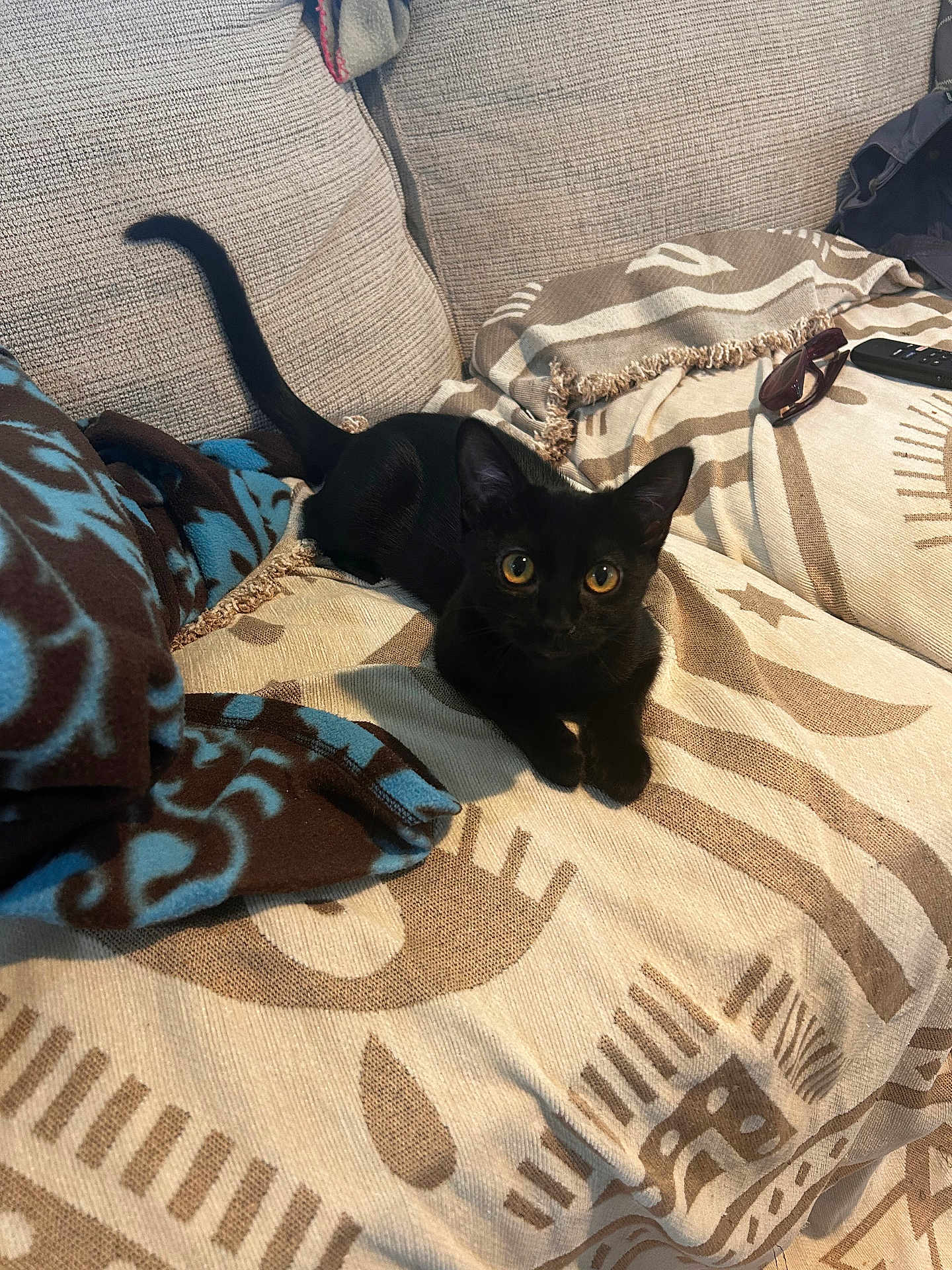Shoyu is registered to the contest to win money with this photo: black_kitten, cat, pet, animal, yellow_eyes, couch, blanket, patterned_blanket, indoor, cozy, feline, fur, whiskers, ears, tail, relaxed, looking_at_camera, domestic_cat, home, soft_fabric