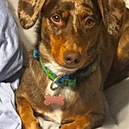 Daisy joined the competition — help win amazing prizes! dog, pet, brown_dog, brindle, collar, dog_tag, bed, blanket, indoor, portrait, paws, eyes, ears, nose, fur, sitting, attentive, closeup, collar_buckle, relaxed