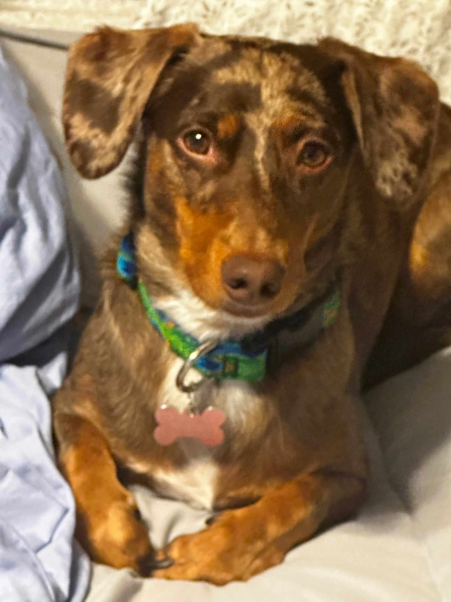 Daisy joined the competition — help win amazing prizes! dog, pet, brown_dog, brindle, collar, dog_tag, bed, blanket, indoor, portrait, paws, eyes, ears, nose, fur, sitting, attentive, closeup, collar_buckle, relaxed