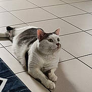 Chipie participe au concours pour gagner de l'argent avec cette photo : animal, cat, curious, domestic, ears, floor, gray_cat, green_eyes, household, indoor, looking_up, lying_down, paws, pet, quiet, resting, rug, tile_floor, whiskers, white_cat