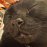 animal, black_cat, blurred_background, calm, cat, close_up, cozy, cute, domestic, face, feline, fur, hand, indoor, nose, pet, relaxed, sleeping, soft_light, whiskers