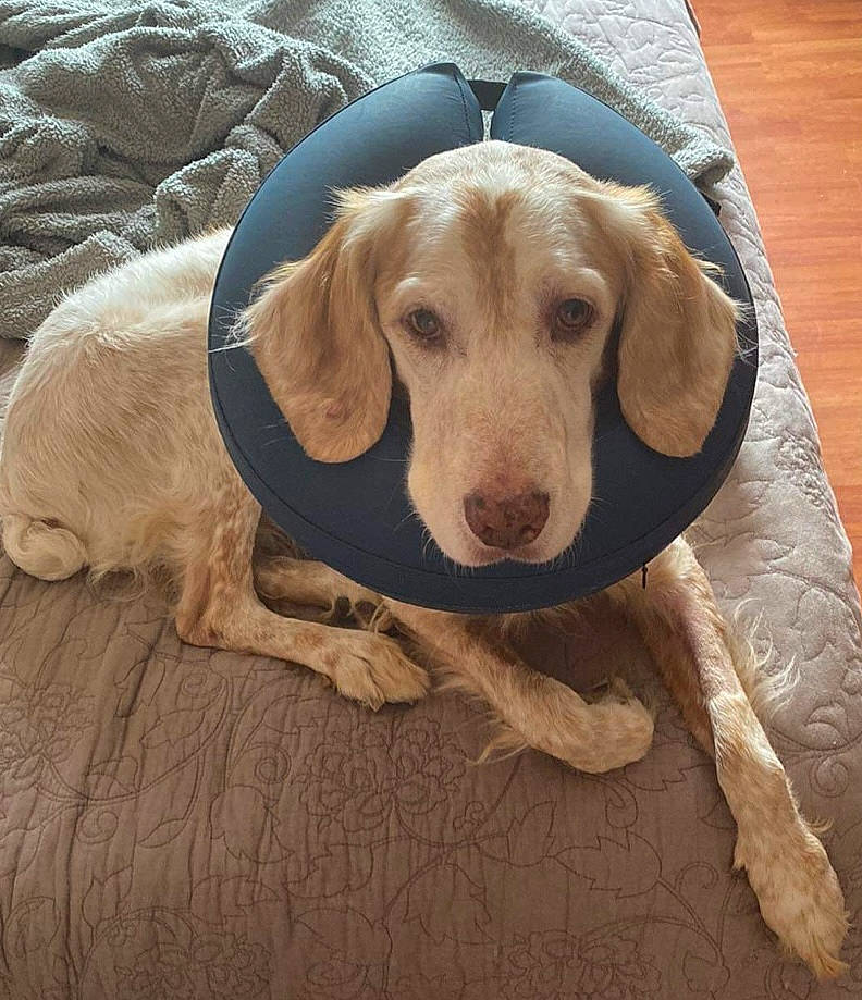 Elliot a rejoint le concours — aidez-le/la à gagner de superbes lots ! canidae, carnivore, comfort, companion_dog, dog, dog_breed, dog_supply, fawn, fur, hardwood, hound, liver, paw, pet_supply, snout, sporting_group, table, whiskers, wood, working_animal