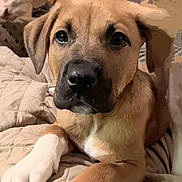 Charlie is registered to the contest to win money with this photo: ancient_dog_breeds, canidae, carnivore, companion_dog, dog, dog_breed, eye, fawn, fur, guard_dog, head, non_sporting_group, puppy, snout, sporting_group, terrestrial_animal, whiskers, working_animal, working_dog