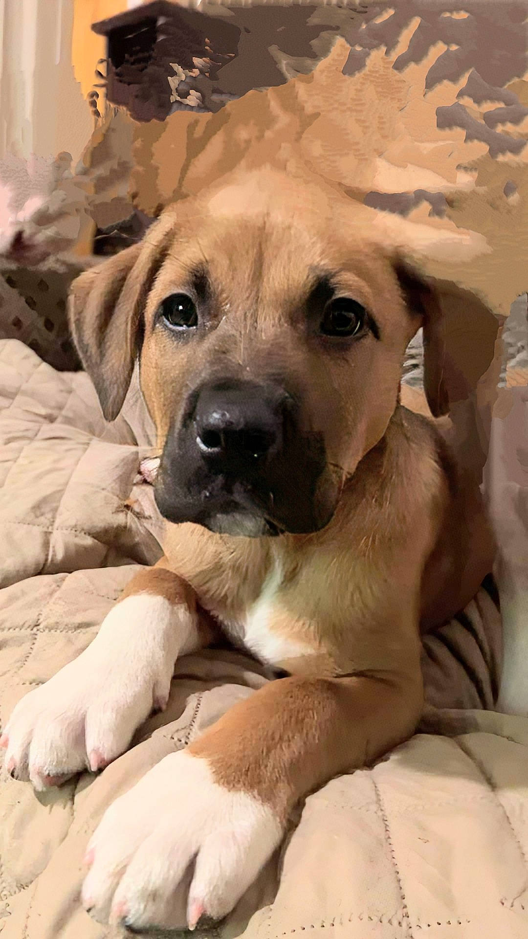 Charlie joined the competition — help win amazing prizes! ancient_dog_breeds, canidae, carnivore, companion_dog, dog, dog_breed, eye, fawn, fur, guard_dog, head, non_sporting_group, puppy, snout, sporting_group, terrestrial_animal, whiskers, working_animal, working_dog