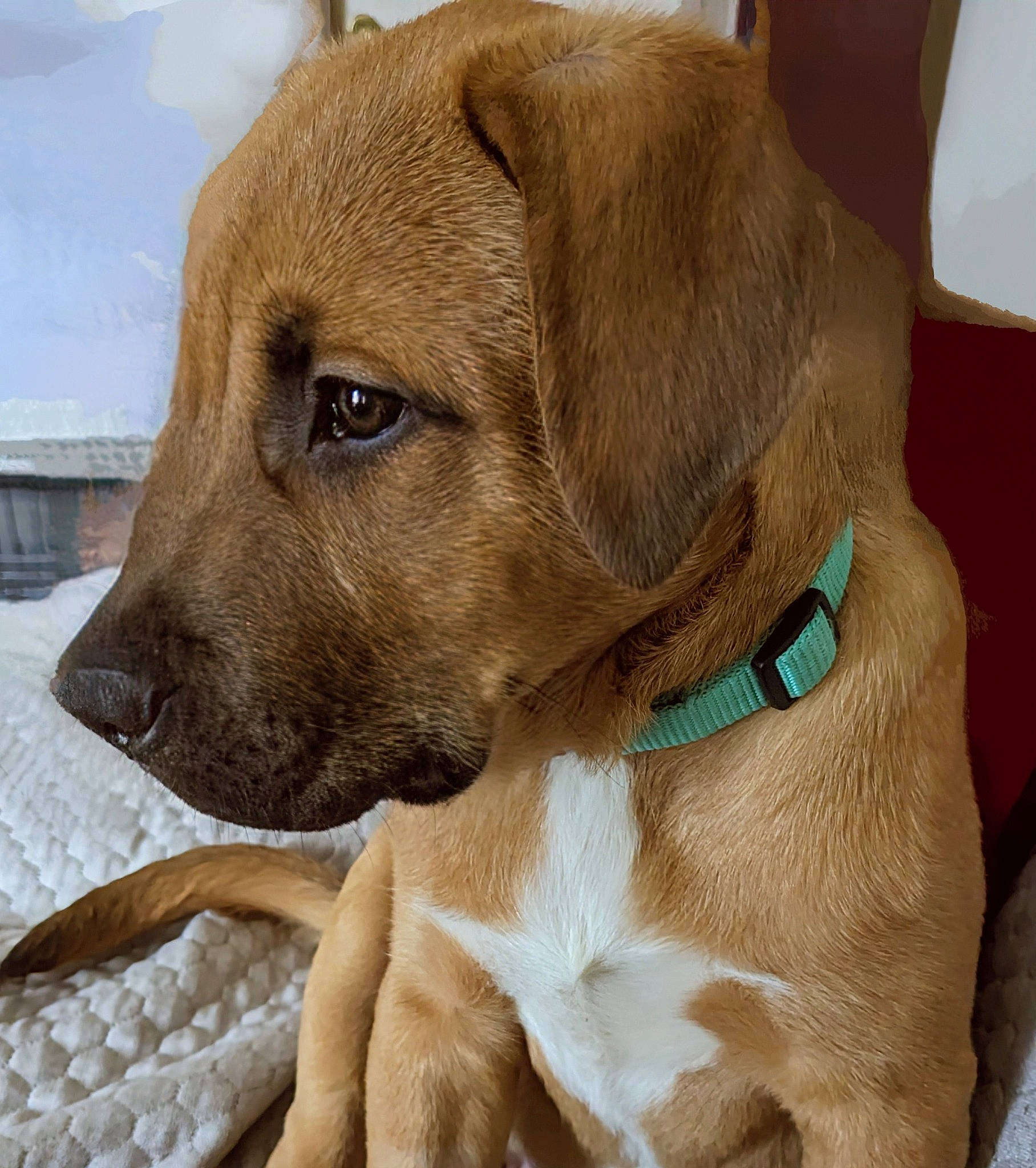 Charlie is registered to the contest to win money with this photo: carnivore, collar, companion_dog, dog, dog_breed, dog_collar, ear, fawn, fur, guard_dog, gun_dog, liver, paw, pet_supply, retriever, snout, sporting_group, whiskers, working_animal, working_dog