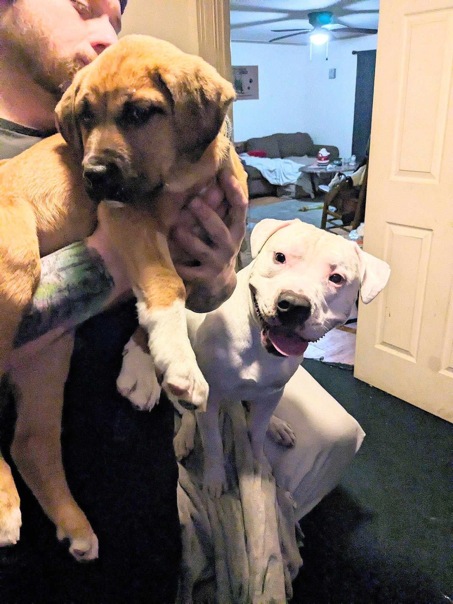 Charlie joined the competition — help win amazing prizes! canidae, carnivore, chair, collar, companion_dog, dog, dog_breed, dog_collar, door, fawn, flooring, fur, guard_dog, home_door, mammal, snout, sporting_group, vertebrate, working_animal, working_dog