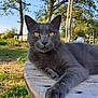 cat, grey_cat, animal, pet, outdoors, nature, wooden_table, greenery, tree, sunlight, relaxed, feline, closeup, mammal, whiskers, fur, portrait, daytime, garden, peaceful