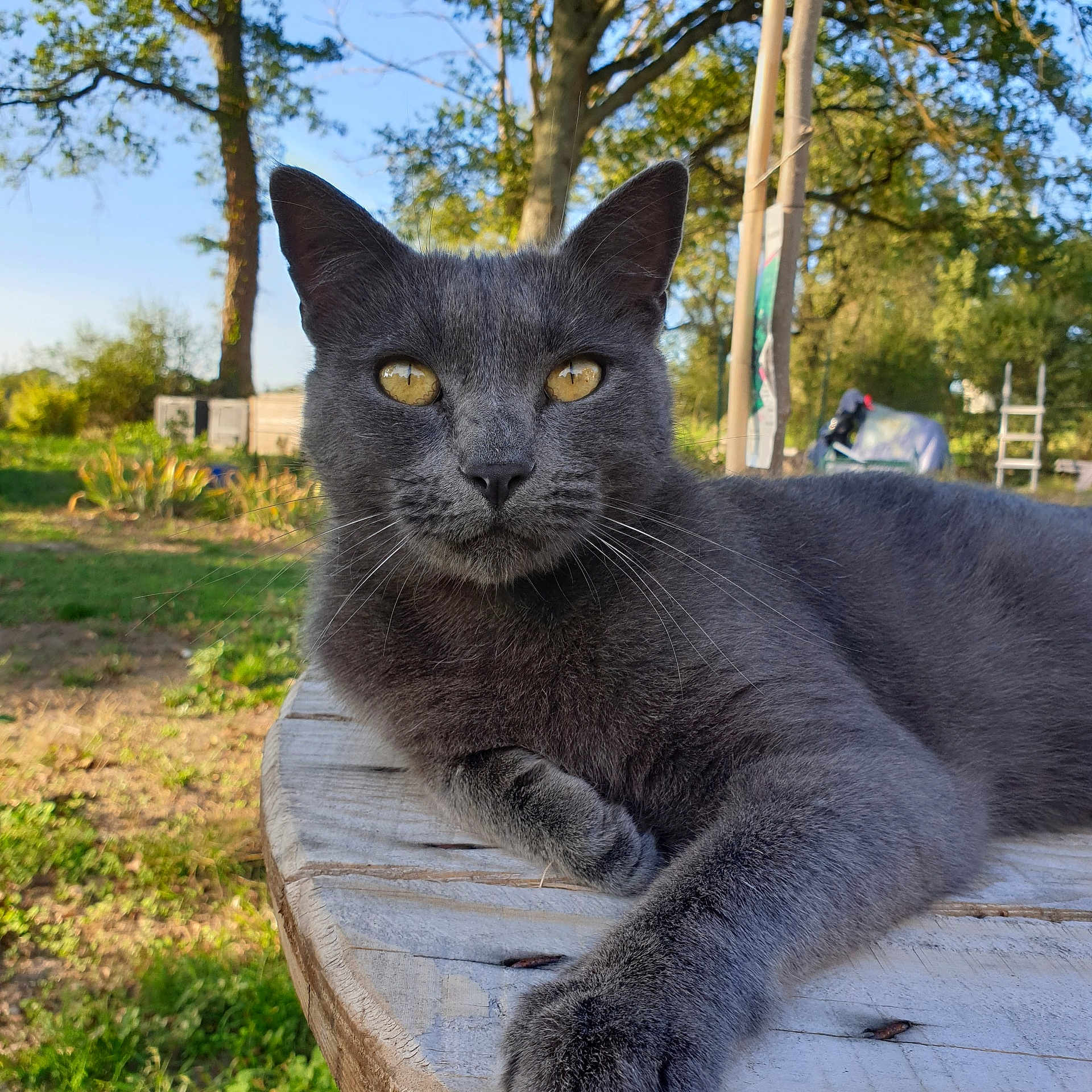 Haku participe au concours pour gagner de l'argent avec cette photo : cat, grey_cat, animal, pet, outdoors, nature, wooden_table, greenery, tree, sunlight, relaxed, feline, closeup, mammal, whiskers, fur, portrait, daytime, garden, peaceful