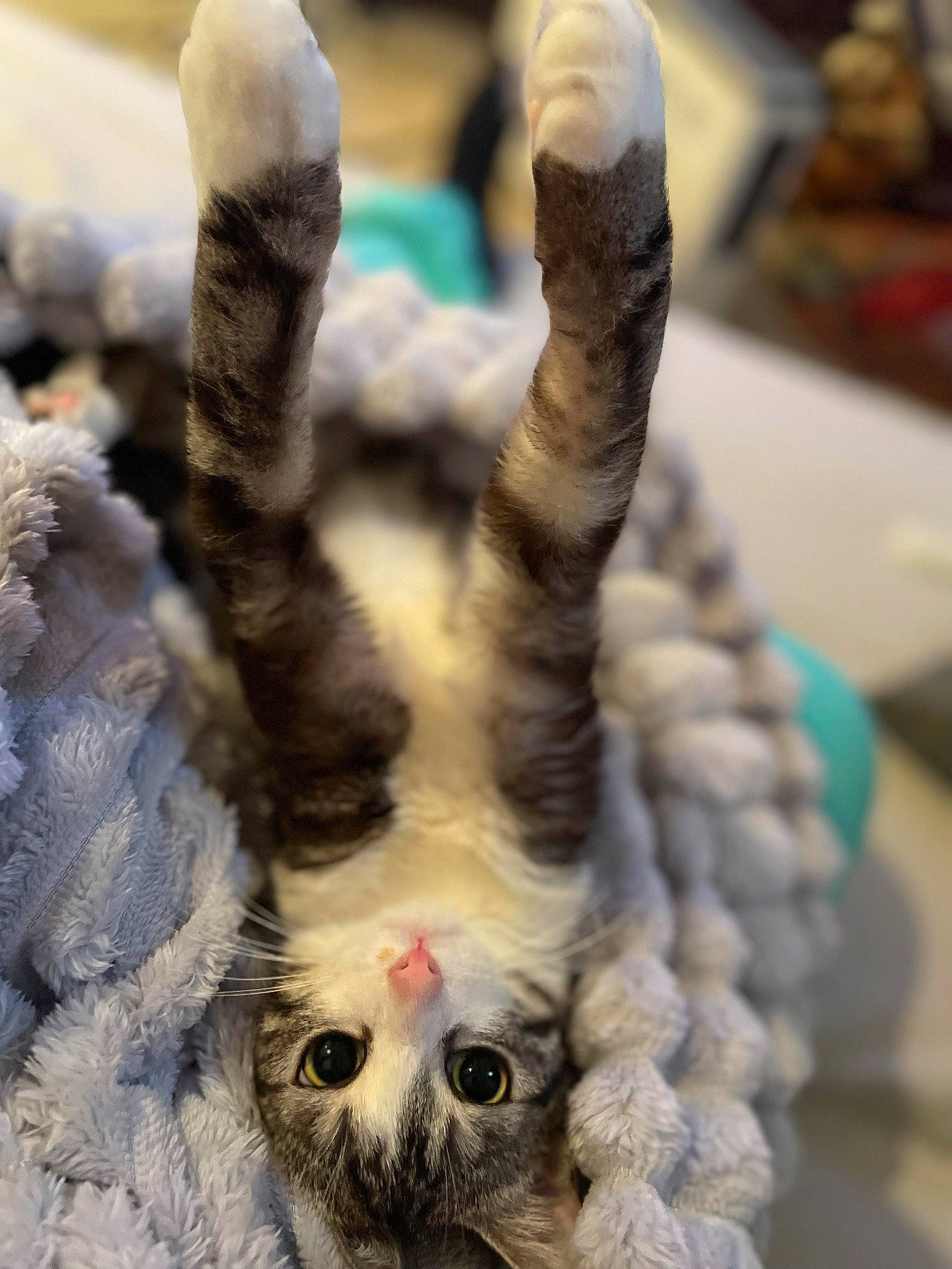 Lilly a rejoint le concours — aidez-le/la à gagner de superbes lots ! beak, bird_of_prey, carnivore, cat, domestic_short_haired_cat, eye, fawn, felidae, gesture, head, leg, paw, photograph, small_to_medium_sized_cats, snout, tail, terrestrial_animal, twig, whiskers, white