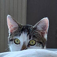Angel participe au concours pour gagner de l'argent avec cette photo : cat, peeking, curious, indoor, closeup, ears, eyes, whiskers, tabby, white_fur, soft_surface, pet, animal, feline, alert, cute, domestic, portrait, face, hiding
