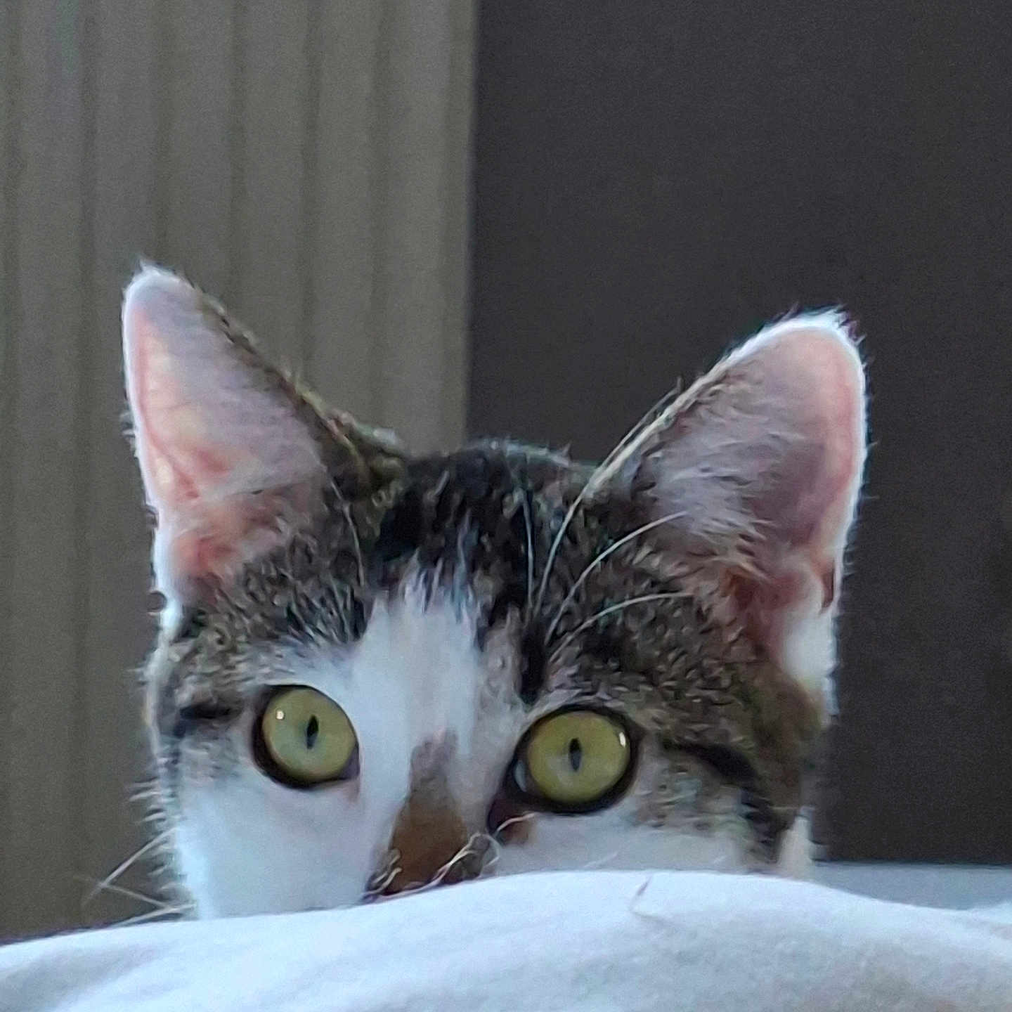 Angel participe au concours pour gagner de l'argent avec cette photo : alert, animal, cat, closeup, curious, cute, domestic, ears, eyes, face, feline, hiding, indoor, peeking, pet, portrait, soft_surface, tabby, whiskers, white_fur