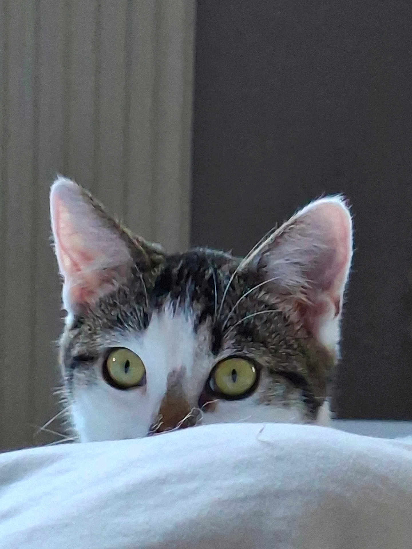 Angel participe au concours pour gagner de l'argent avec cette photo : cat, peeking, curious, indoor, closeup, ears, eyes, whiskers, tabby, white_fur, soft_surface, pet, animal, feline, alert, cute, domestic, portrait, face, hiding