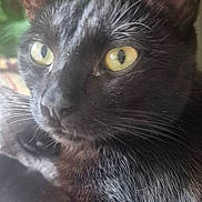 Baki participe au concours pour gagner de l'argent avec cette photo : cat, black_cat, yellow_eyes, animal, pet, fur, whiskers, indoor, plant, green, texture, closeup, portrait, relaxed, looking_away, cozy, feline, natural_light, resting, soft_light
